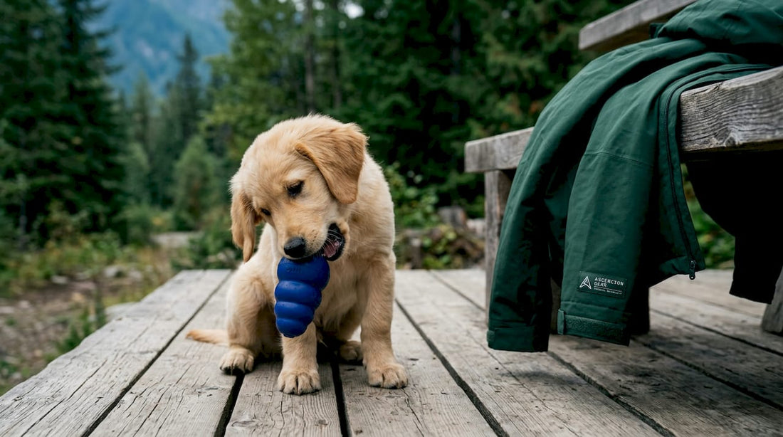 Golden retriever puppy chewing teething toy