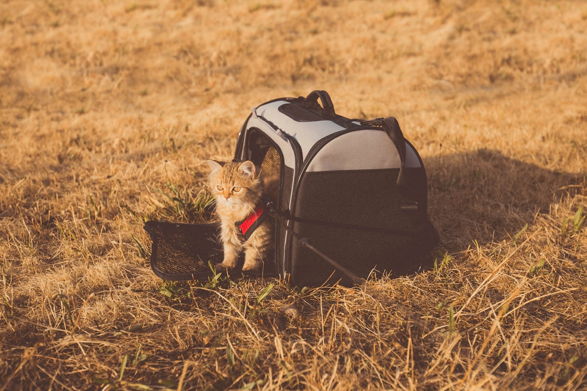 gray cat in pet carrier