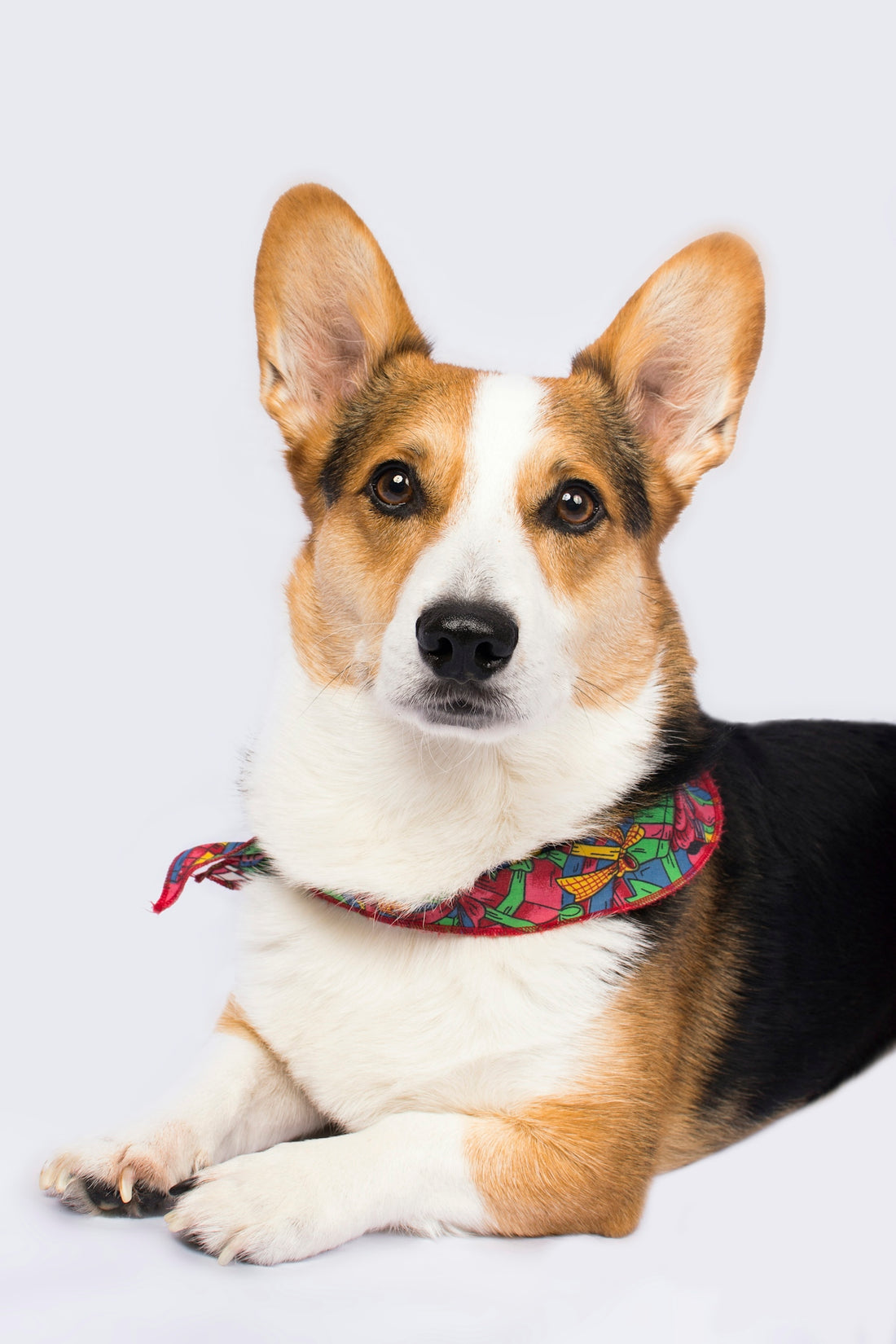 closeup photography of short-coated black-tan-and-white dog
