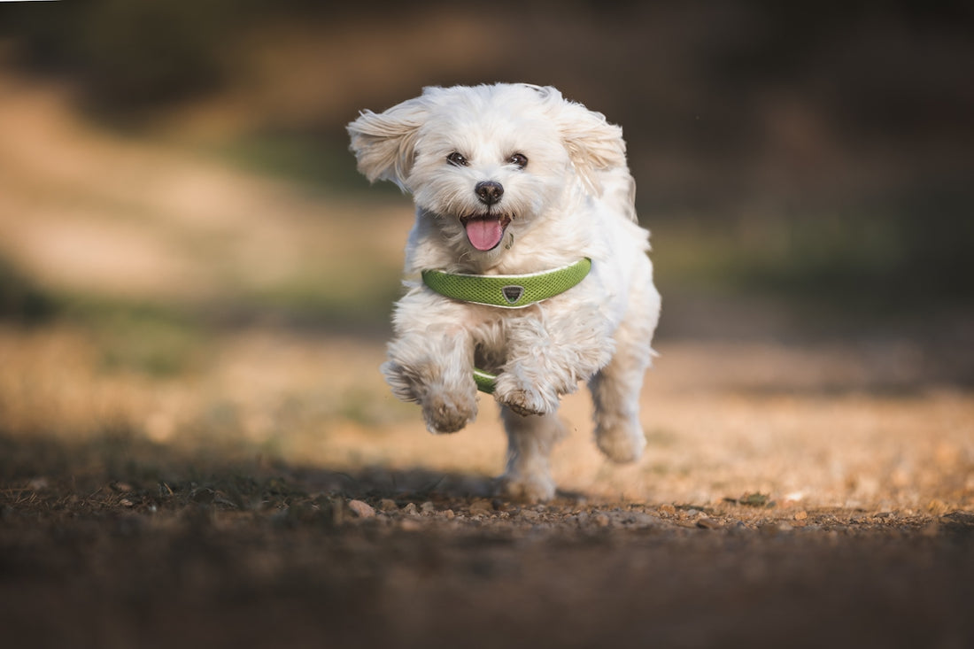 a dog running with a frisbee in its mouth