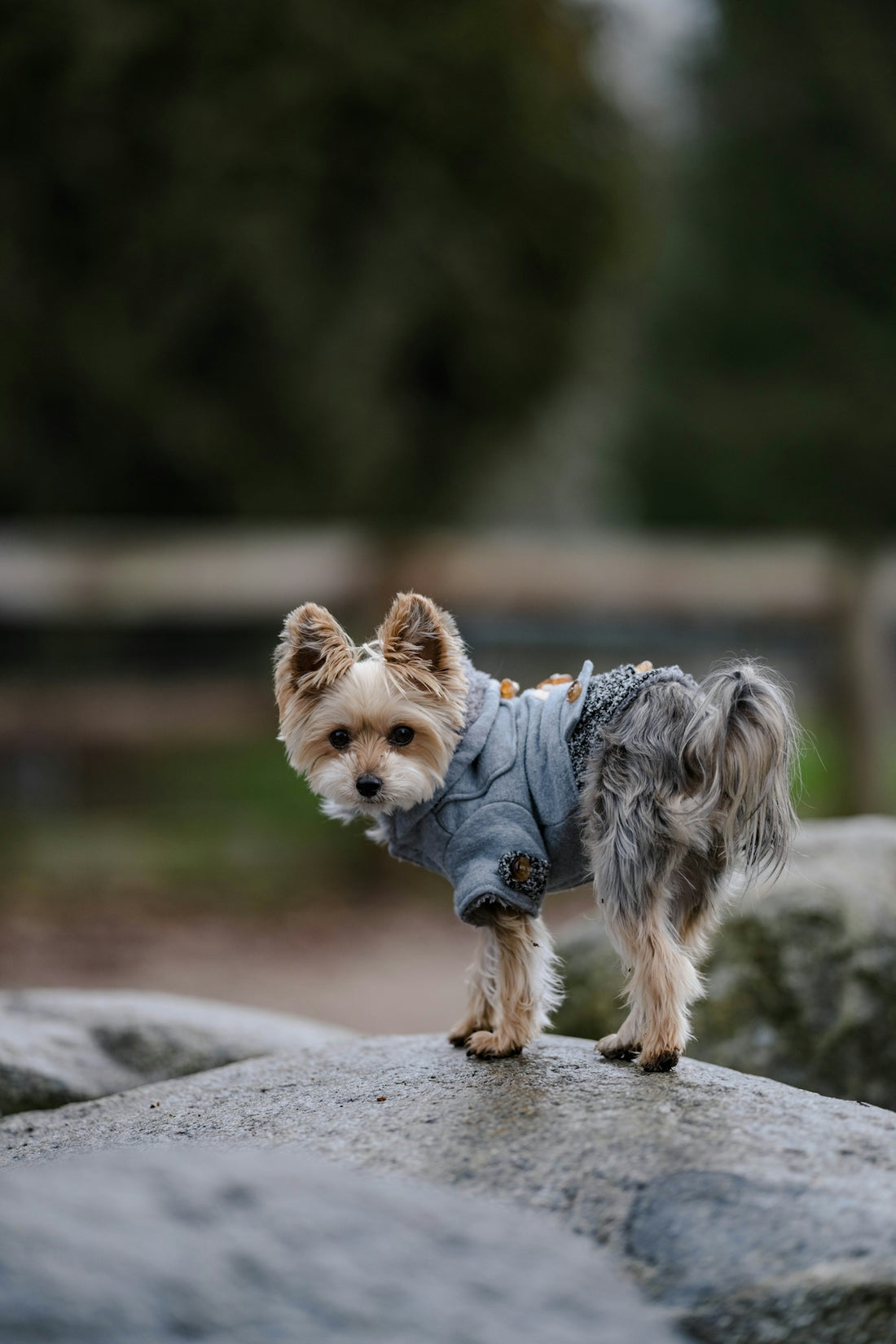 a small dog standing on top of a rock