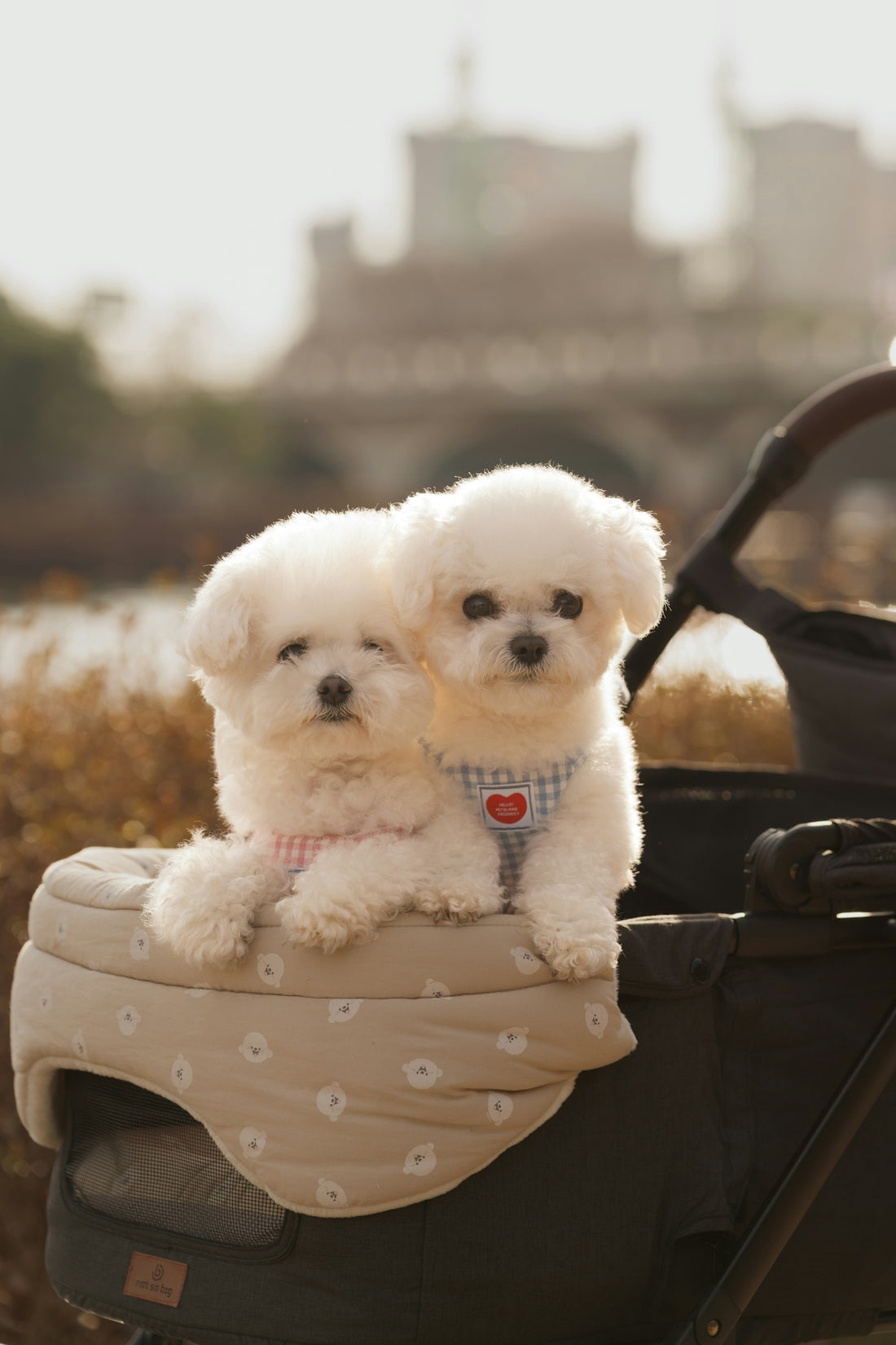 Two fluffy white puppies sit together in a pet stroller.