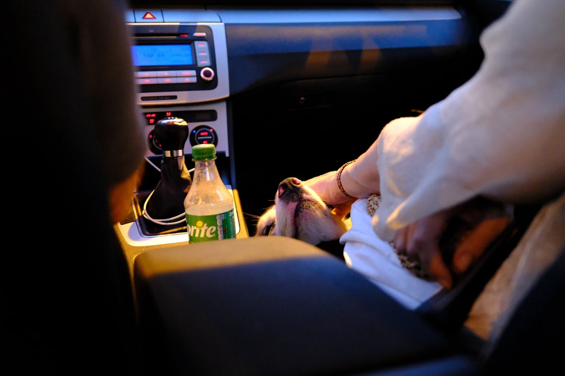 A hand petting a small dog in a car.