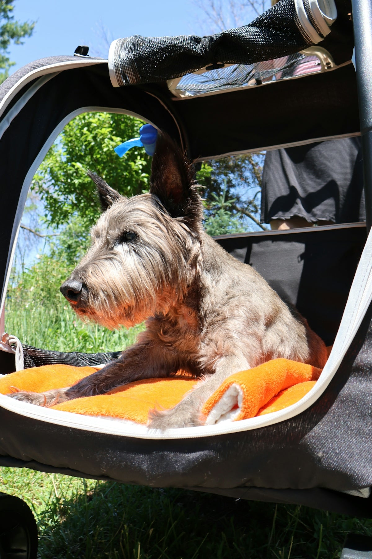 Shaggy grey dog relaxing in a pet stroller